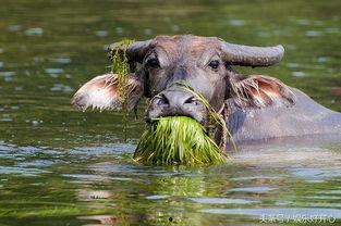 吃瓜娱乐酱黄牛,揭秘娱乐圈幕后黑手
