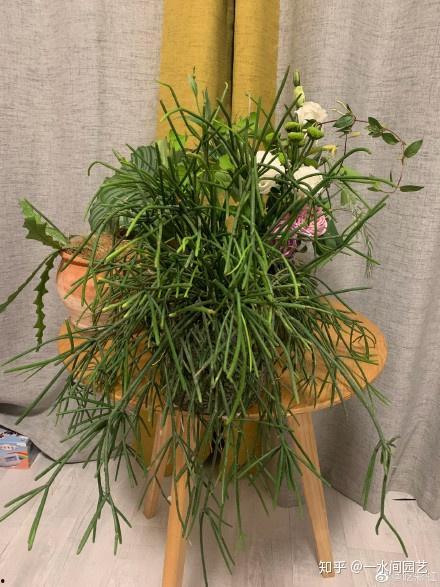 老公生日送什么植物,老公生日植物礼物精选